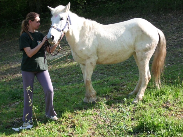 cavallo 1