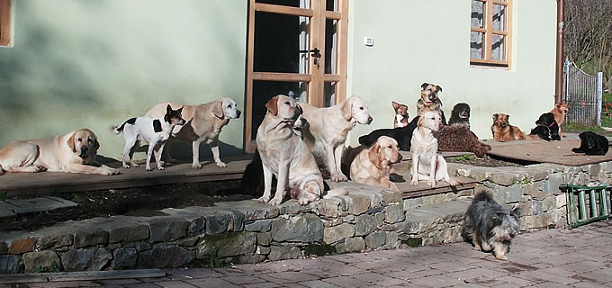 Gli animali di Antropozoa slide07