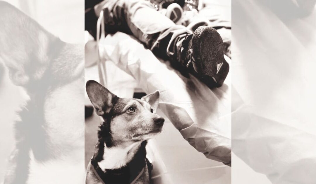 Minima e moralia nella pet therapy: ridurre per ottimizzare