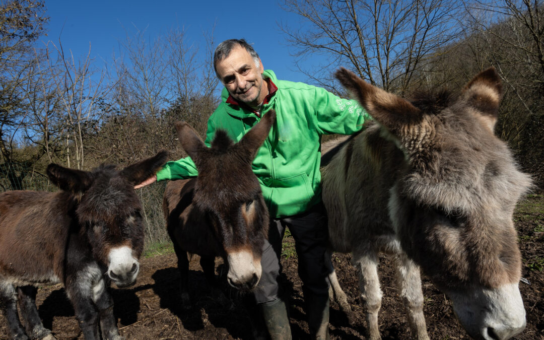 Onoterapia: l’asino come mediatore di benessere psicologico